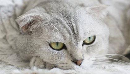 九游官网下载app下载-那些我们熟悉的欧冠“绝杀场面”图片集，欧冠决赛爆冷